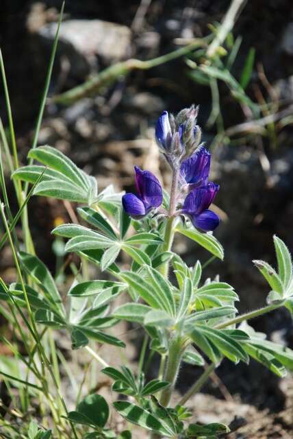 Imagem de Lupinus micranthus Guss.