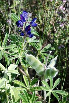 Image of Bitter Blue-lupin