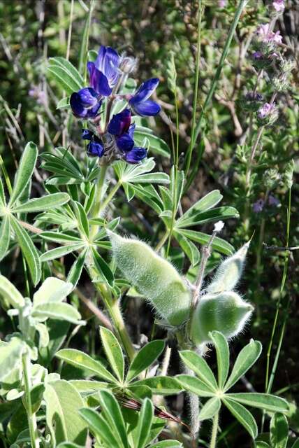 Image of Bitter Blue-lupin