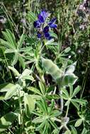 Image of Bitter Blue-lupin