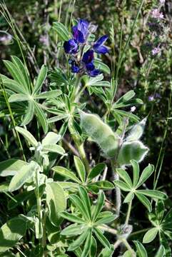 Imagem de Lupinus micranthus Guss.