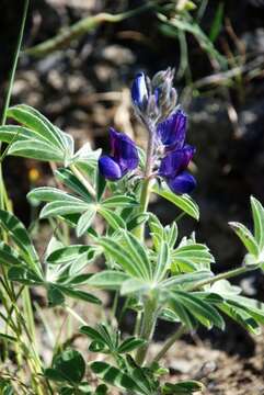 Imagem de Lupinus micranthus Guss.