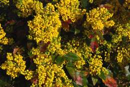 Image of Barberry