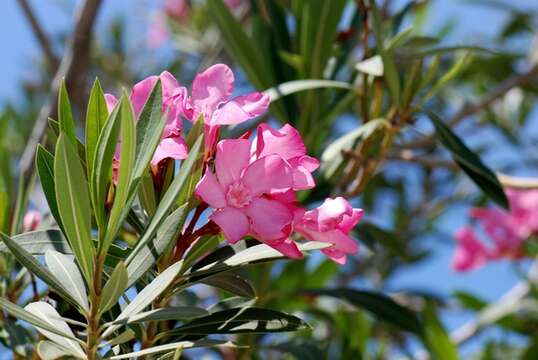 Image of oleander