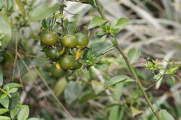 Image of Barbados shrub