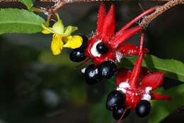 Image of ochna family