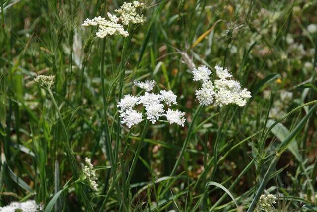 Imagem de Oenanthe pimpinelloides L.