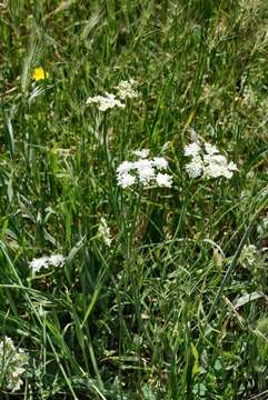 Image of corky-fruited water-dropwort