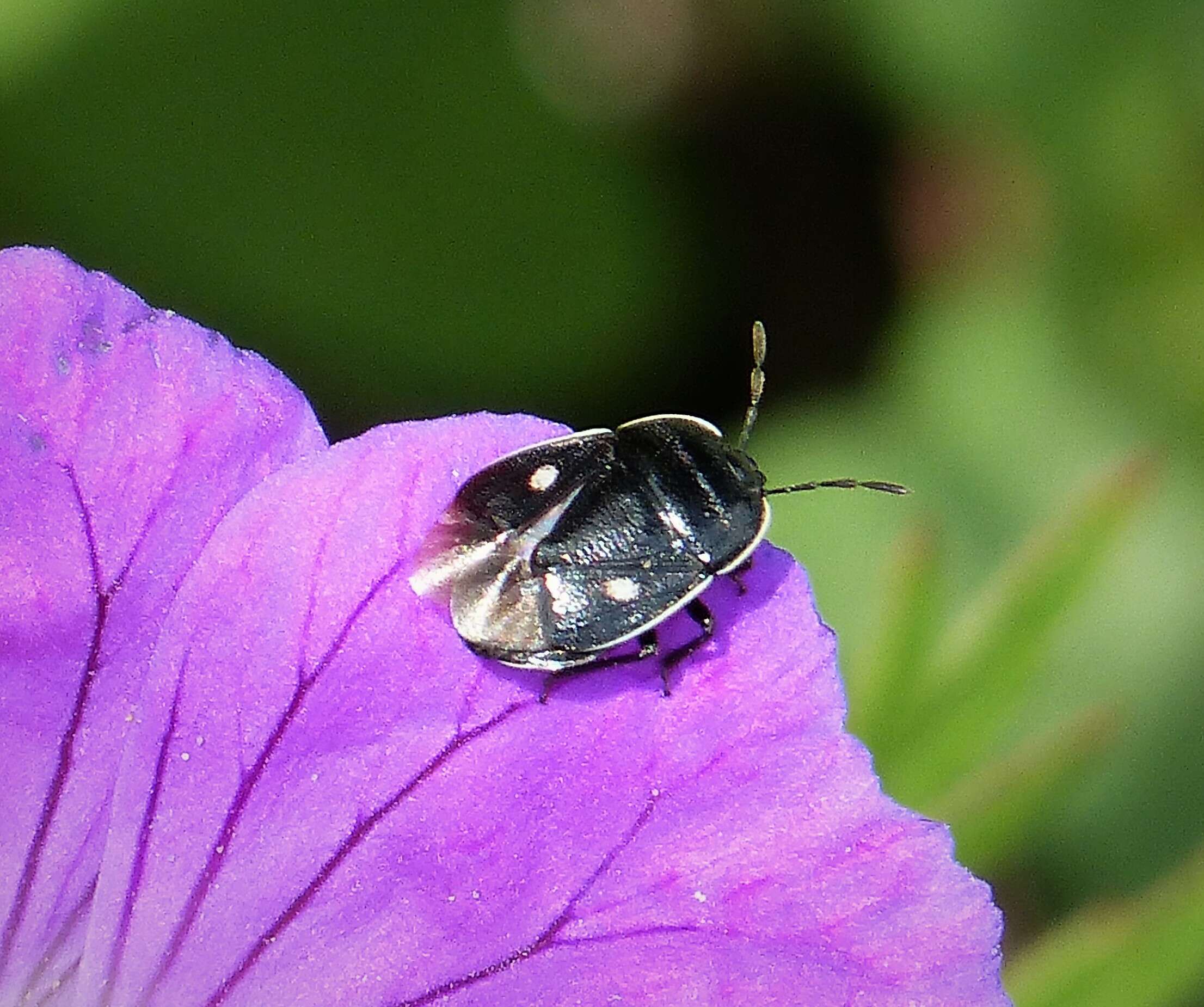 Image of <i>Adomerus biguttatus</i>