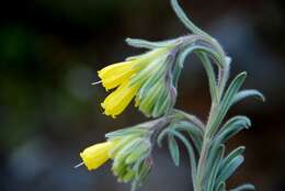 صورة <i>Onosma erecta</i>