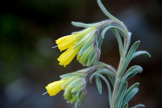 Image of <i>Onosma erecta</i>