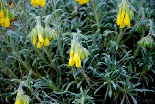 Image of <i>Onosma erecta</i>