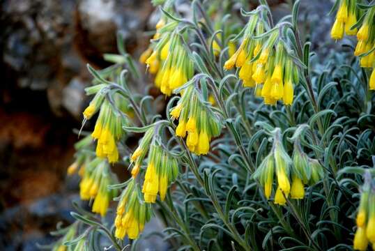 Image of <i>Onosma erecta</i>