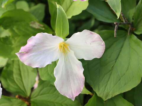 Image of White trillium