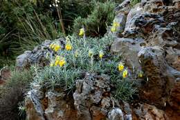 Image of <i>Onosma erecta</i>