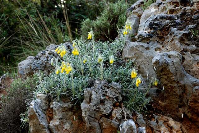 صورة <i>Onosma erecta</i>