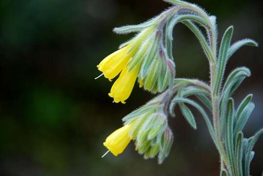 Слика од <i>Onosma erecta</i>