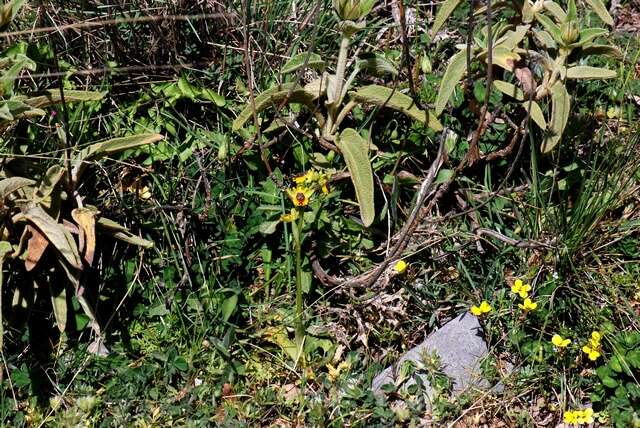 Image of Ophrys lutea subsp. lutea