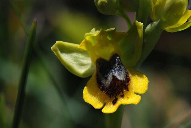 Image of Ophrys lutea subsp. lutea