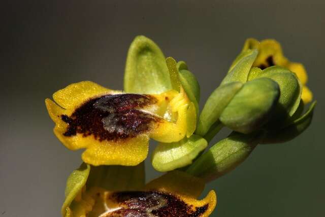 Image of Ophrys lutea subsp. lutea