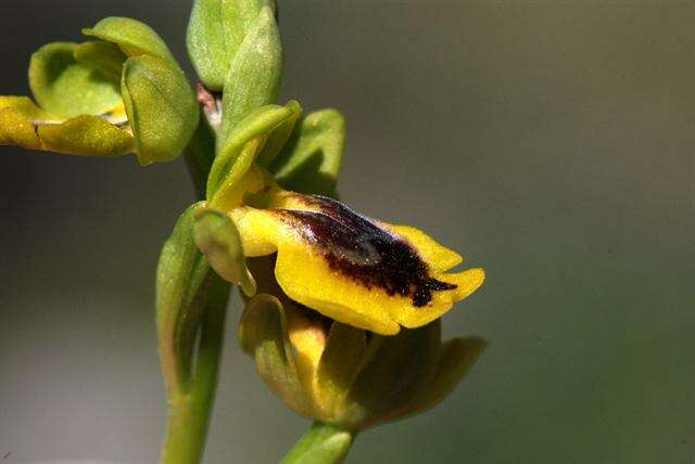 Image of Ophrys lutea subsp. lutea
