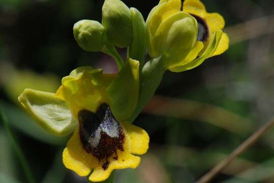 Image of Ophrys lutea subsp. lutea