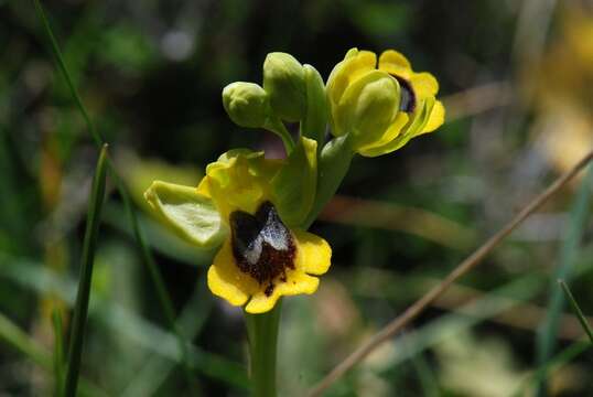 Image of Ophrys lutea subsp. lutea