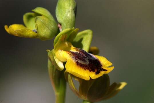 Image of Ophrys lutea subsp. lutea