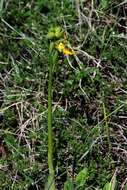 Image of Ophrys lutea subsp. lutea