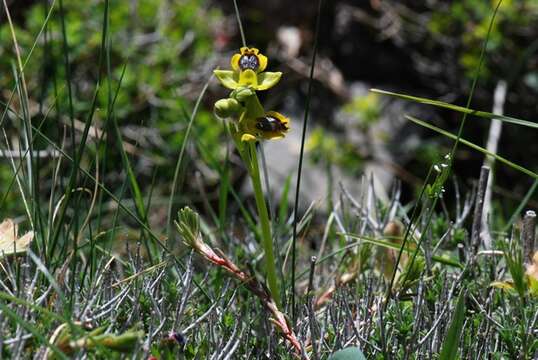 Image of Ophrys lutea subsp. lutea