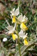 Sivun Orchis pauciflora Ten. kuva