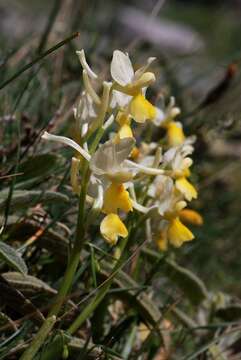 Sivun Orchis pauciflora Ten. kuva