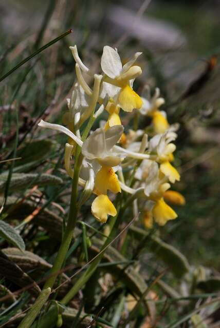 Sivun Orchis pauciflora Ten. kuva