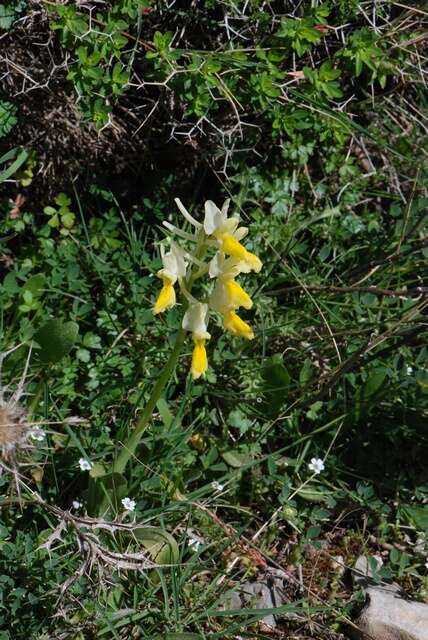 صورة Orchis pauciflora Ten.