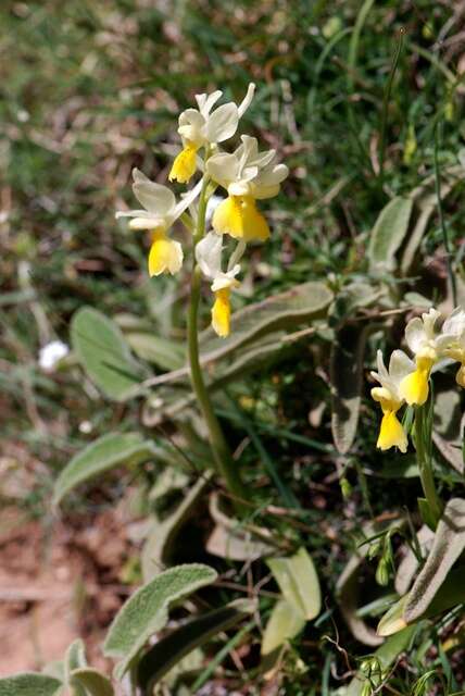 صورة Orchis pauciflora Ten.