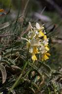 صورة Orchis pauciflora Ten.