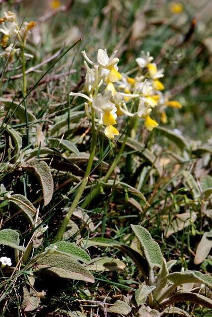 صورة Orchis pauciflora Ten.