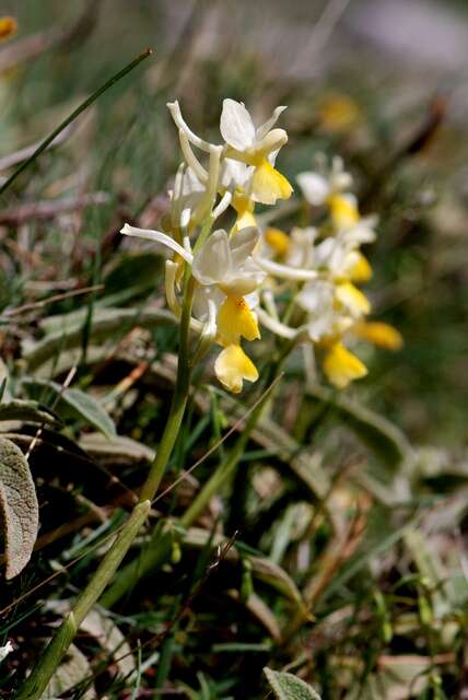 صورة Orchis pauciflora Ten.