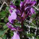 Image of Orchis spitzelii subsp. nitidifolia (W. P. Teschner) Soó