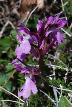 صورة Orchis spitzelii subsp. nitidifolia (W. P. Teschner) Soó