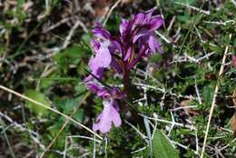 صورة Orchis spitzelii subsp. nitidifolia (W. P. Teschner) Soó