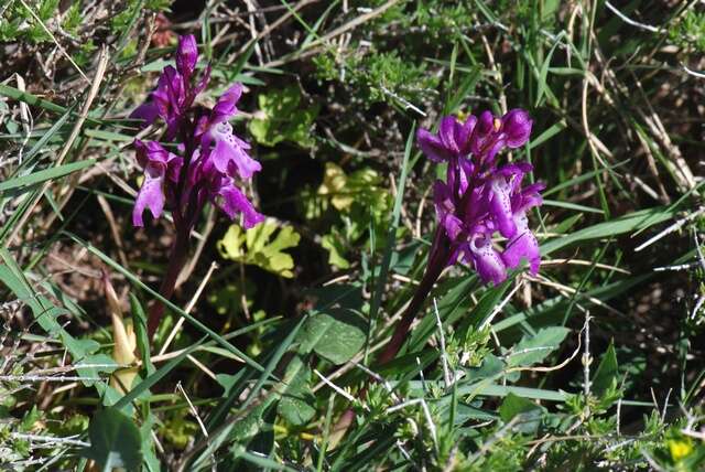 صورة Orchis spitzelii subsp. nitidifolia (W. P. Teschner) Soó