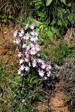 Image of Four-spotted Orchis