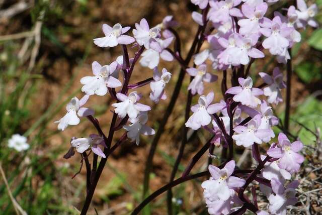 صورة Orchis quadripunctata Cirillo ex Ten.