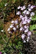 Image of Four-spotted Orchis