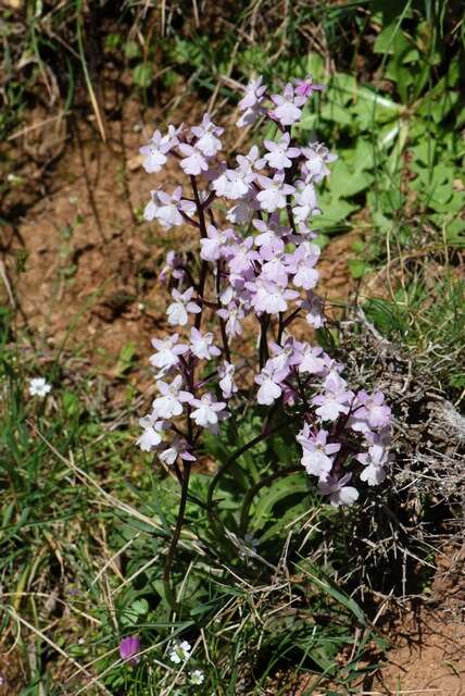 Image of Four-spotted Orchis