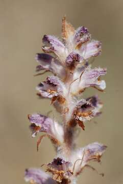 Image of Orobanche pubescens Dum.-Urville