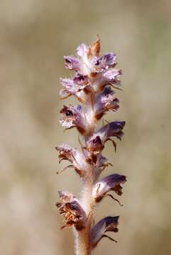 Imagem de Orobanche pubescens Dum.-Urville