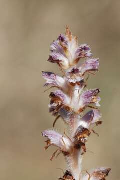 Image of Orobanche pubescens Dum.-Urville