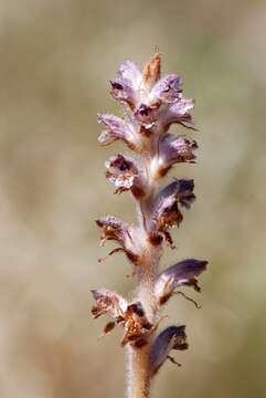 Image of Orobanche pubescens Dum.-Urville